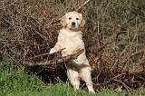 GOLDEN RETRIEVER 020
